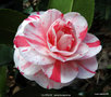 vignette Camlia ' CLOTILDE ' camellia japonica , syn  ' Princesse Clotilde '