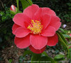 vignette Camelia ' SOUVENIR VENDEEN ' camellia japonica
