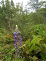 vignette Blechnum chilensis ou cordata