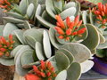 vignette Kalanchoe farinacea