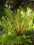 vignette BLECHNUM chilensis ou cordata