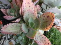 vignette Kalanchoe marmorata