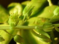 vignette Cremnophila linguifolia 4 2 2012 Ndc
