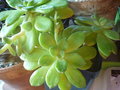 vignette Cremnophila linguifolia 4 2 12 Ndc
