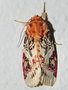 vignette Papillon (Spodoptera picta)