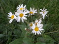 vignette CHRYSANTHEMUM leucanthemum