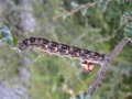 vignette Devoreuse de nothofagus