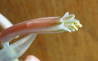 vignette Aloe variegata fleur 5 02 2012 Ndc