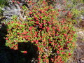 vignette EMPETRUM rubrum