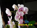 vignette Orchide Phalenopsis