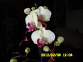 vignette Orchide Phalenopsis