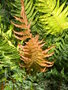 vignette BLECHNUM chilensis ou cordata