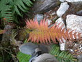 vignette BLECHNUM chilensis ou cordata