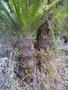 vignette BLECHNUM  magellanicum