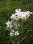 vignette CHRYSANTHEMUM leucanthemum