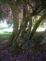 vignette Bougainvillea  Concepcion