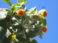 vignette Dendroseris litoralis (chili Juan fernandez)