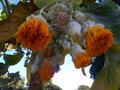 vignette Dendroseris litoralis (chili Juan fernandez)