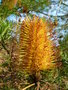 vignette Banksia spinulosa var spinulosa