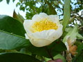 vignette Camellia irrawadiensis