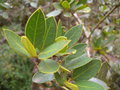 vignette CITRONELLA mucronata