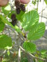 vignette Alnus viridis ssp crispa var. mollis - Aulne vert