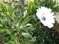 vignette dimorphoteca  fleur blanche