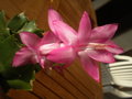 vignette schlumbergera truncatus (fleur)