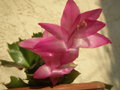 vignette schlumbergera truncatus (fleur)