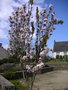 vignette Prunus serrulata ' Amanogawa ' - Cerisier fastigi