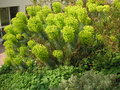 vignette Euphorbia chariacas