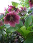 vignette Helleborus orientalis - Hellebore