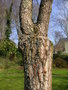 vignette Populus lasiocarpa - Peuplier baumier de Chine