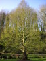 vignette Metasequoia glyptostroboides