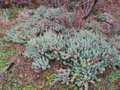 vignette Euphorbia pythiusa