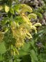 vignette Salvia glutinosa