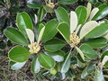 vignette Solmsia calophylla