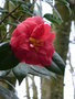 vignette Camellia japonica 'Adolphe Audusson'