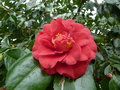 vignette Camellia japonica 'Adolphe Audusson'