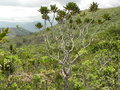 vignette Myodocarpus crassifolius