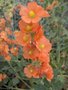 vignette Spharealcea grossularifolia