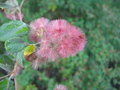 vignette PROUSTIA pyrifolia (floraison)
