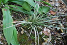 vignette Fascicularia bicolor ssp. canaliculata