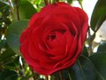 vignette Camellia japonica Coquettii gros plan au 19 02 12
