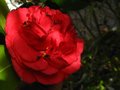 vignette Camellia japonica Kramer's suprme qui reprend sa floraison au 21 02 12