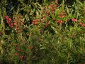 vignette Grevillea rosmarinifolia toujours très fleuri au 17 02 12