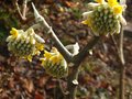 vignette Edgeworthia chrysantha qui commence  parfumer au 21 02 12