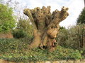 vignette Fraxinus excelsior, frne ttard de 200 ans environ, tronc de 3,80 ml de circonfrence