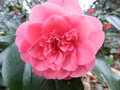 vignette Camellia 'Elegant Beauty'?