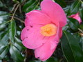 vignette Camellia 'Mary Christian'